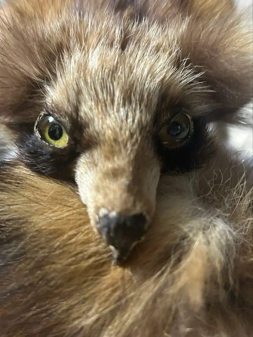 2026年最新】たぬき 剥製の人気アイテム - メルカリ