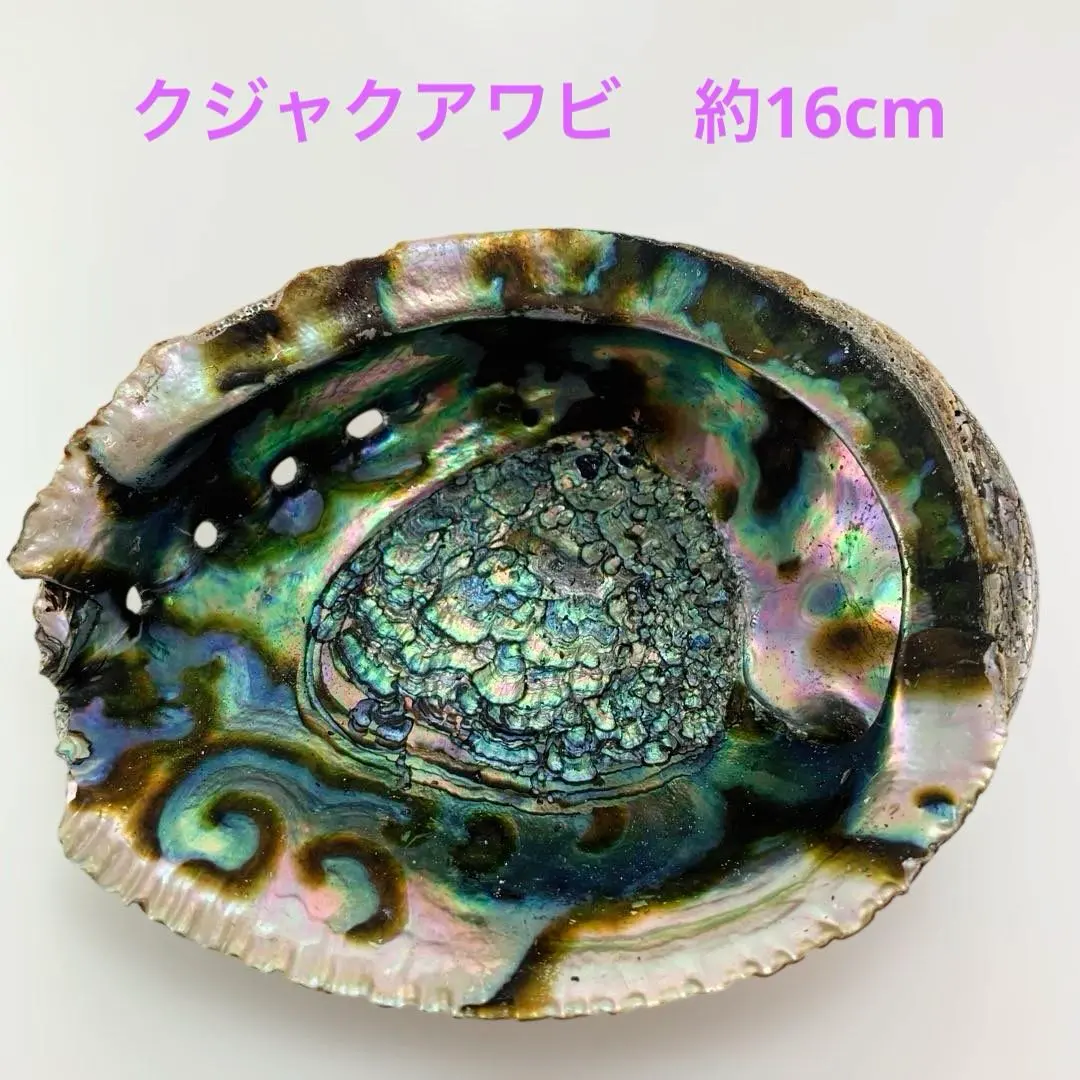 2026年最新】アワビ 磨きの人気アイテム - メルカリ