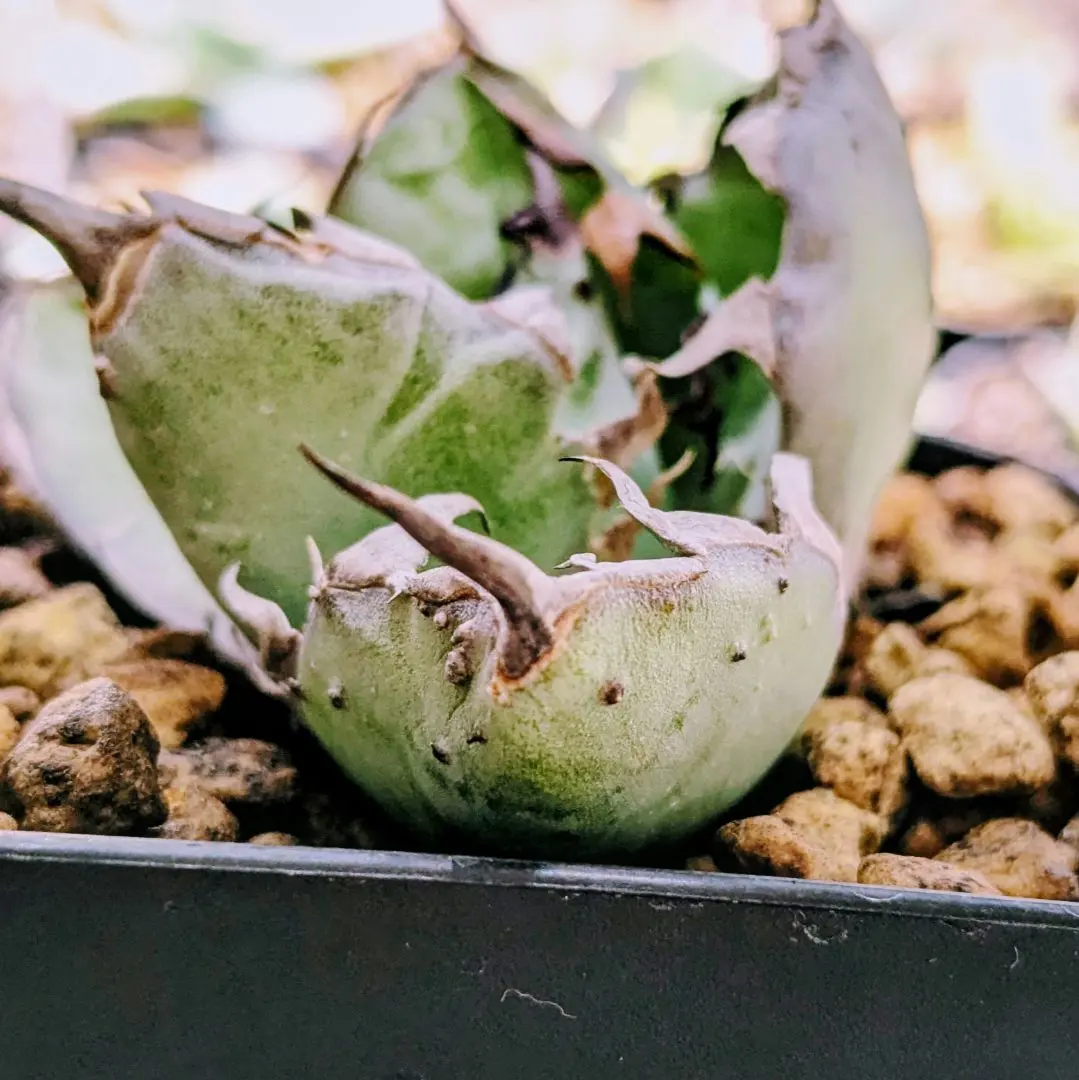 2026年最新】悪魔BB アガベの人気アイテム - メルカリ