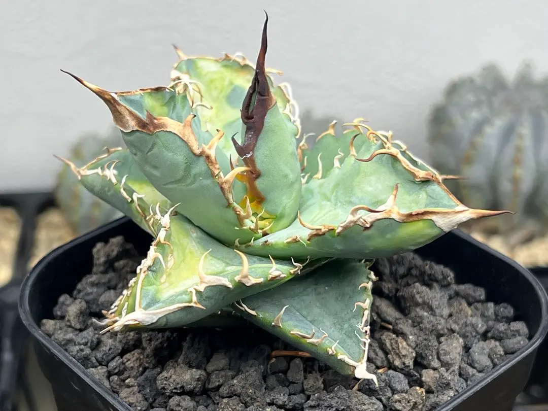 2026年最新】チタノタオテロイの人気アイテム - メルカリ