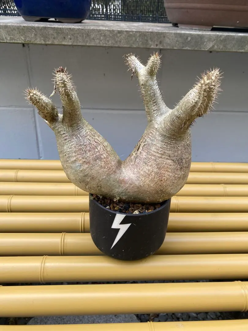 2026年最新】グラキリス 2頭の人気アイテム - メルカリ