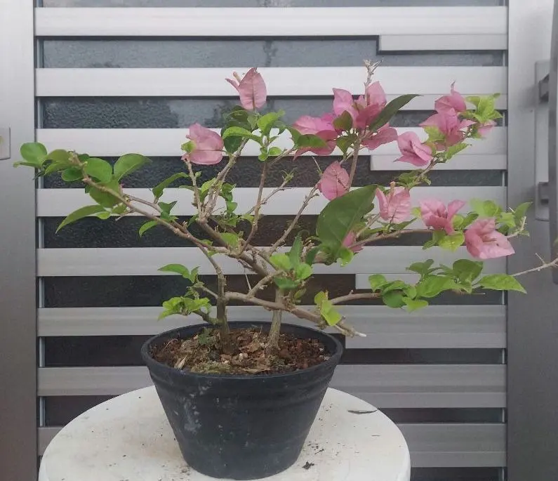 2026年最新】ブーゲンビリア 盆栽の人気アイテム - メルカリ