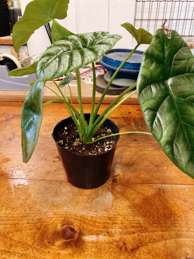 2026年最新】アロカシア シヌアータの人気アイテム - メルカリ