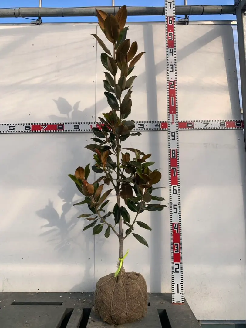 2026年最新】タイサンボク リトルジェム 苗の人気アイテム - メルカリ