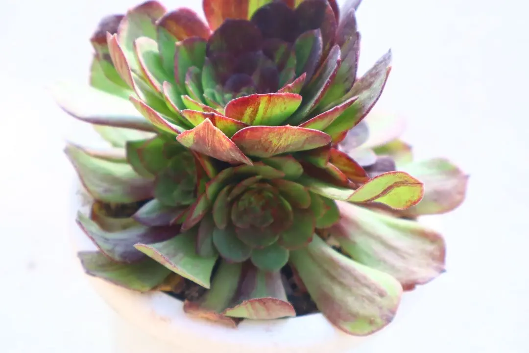 2026年最新】花月夜 アエオニウムの人気アイテム - メルカリ