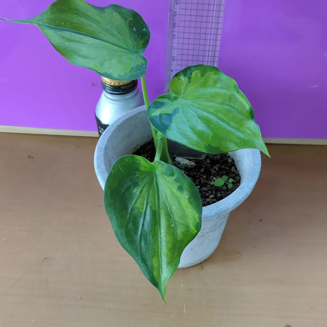 2026年最新】アロカシア ククラータの人気アイテム - メルカリ