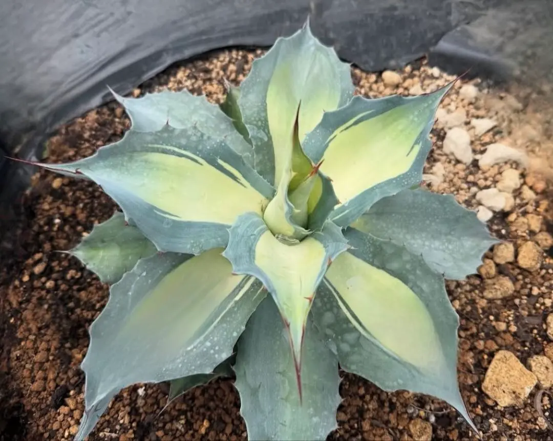 2026年最新】オバティ アウェイニングエンジェルの人気アイテム - メルカリ