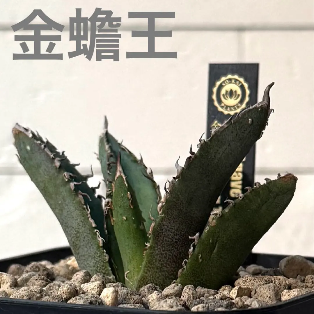 2026年最新】アガベチタノタ金蟾王の人気アイテム - メルカリ