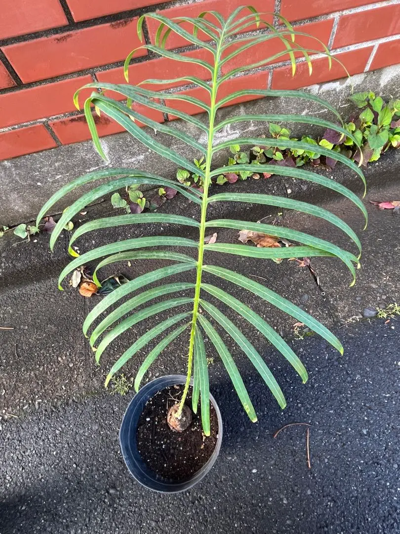 2026年最新】タイシルバー ソテツの人気アイテム - メルカリ