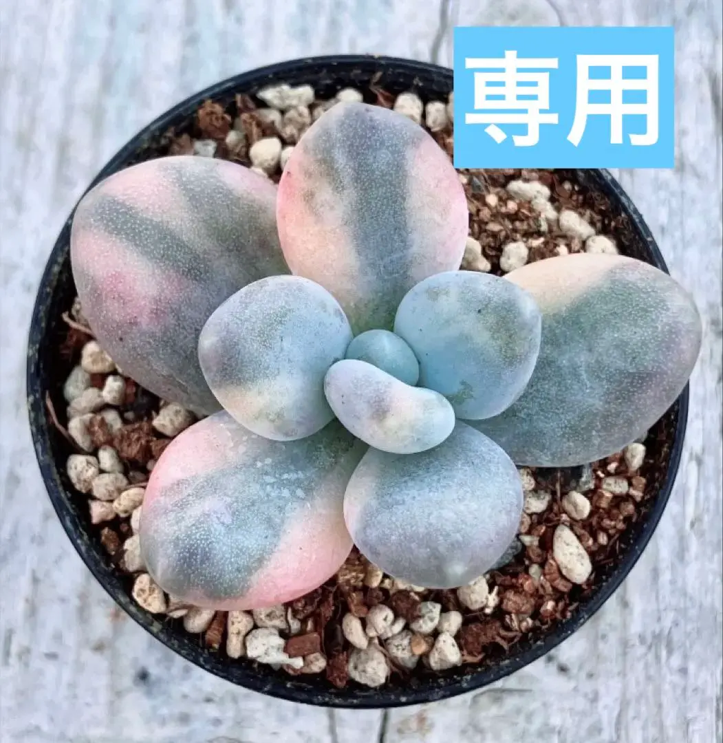 2026年最新】星美人錦の人気アイテム - メルカリ