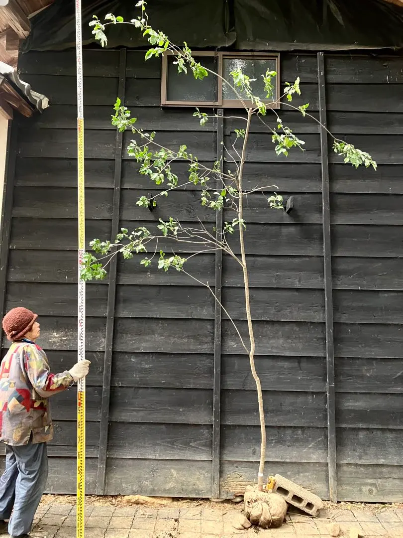 2026年最新】山採り ソヨゴの人気アイテム - メルカリ