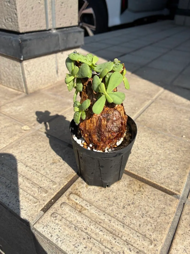 2026年最新】ピグマエア 現地球の人気アイテム - メルカリ