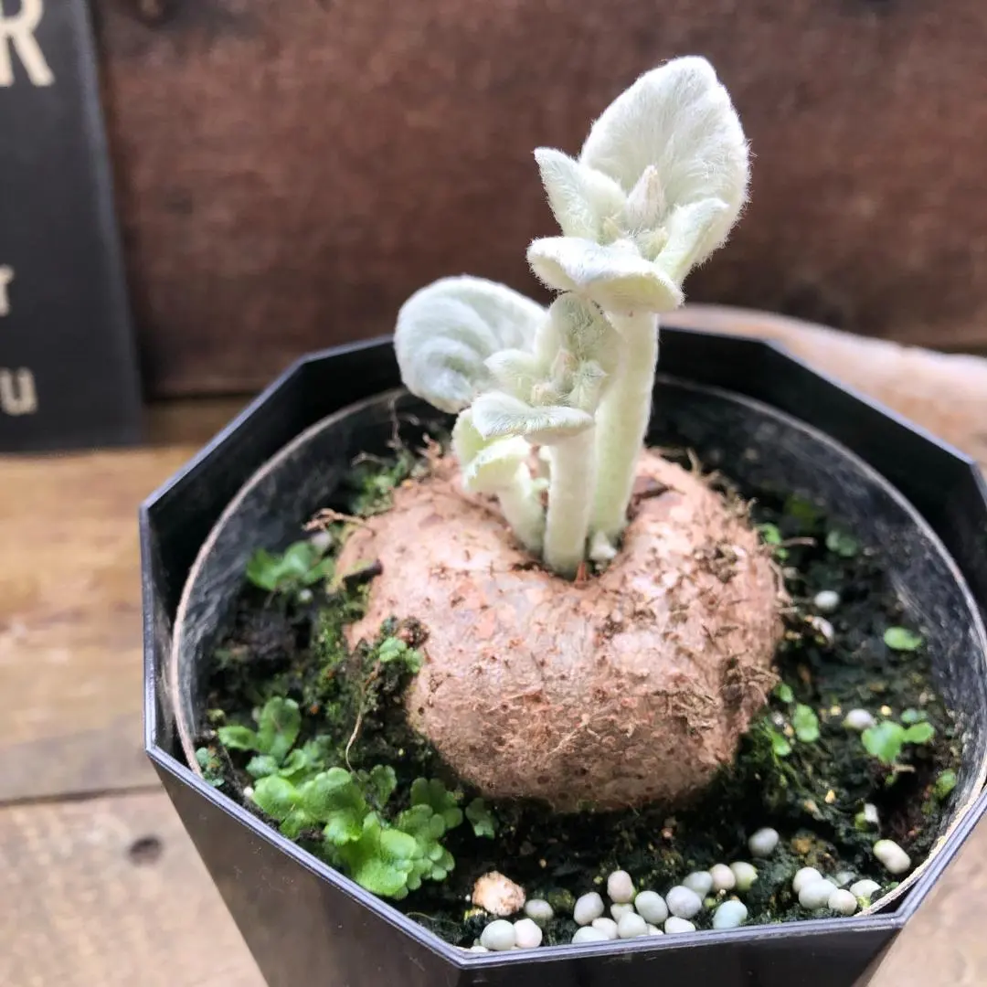 2026年最新】シンニンギアの人気アイテム - メルカリ