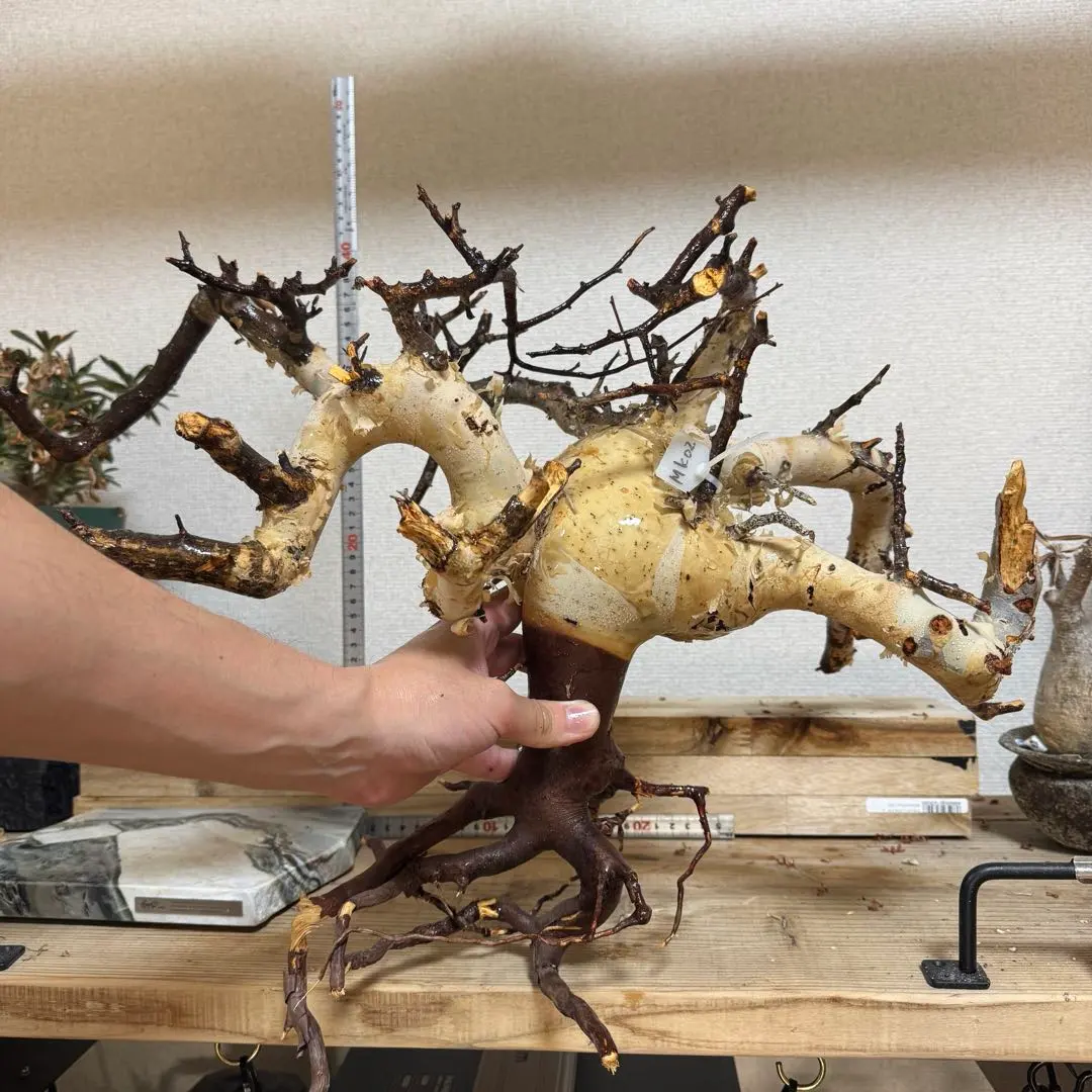 2026年最新】コミフォラ カタフ ピュアの人気アイテム - メルカリ