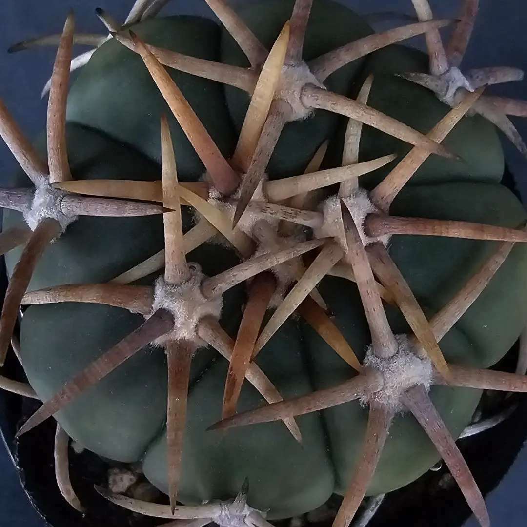 2026年最新】エキノカクタス雷帝の人気アイテム - メルカリ