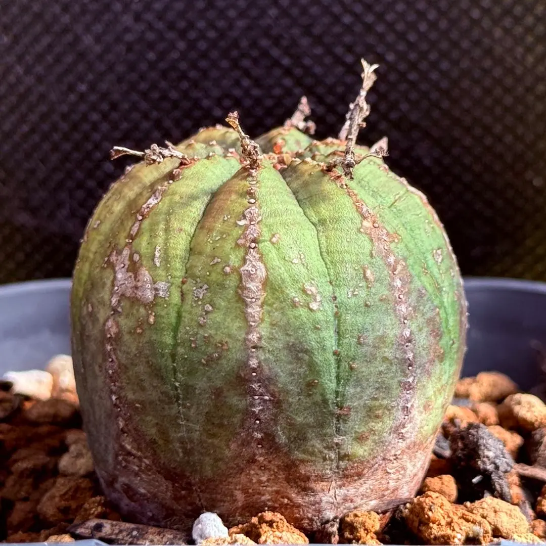 2026年最新】スーパーバリダの人気アイテム - メルカリ