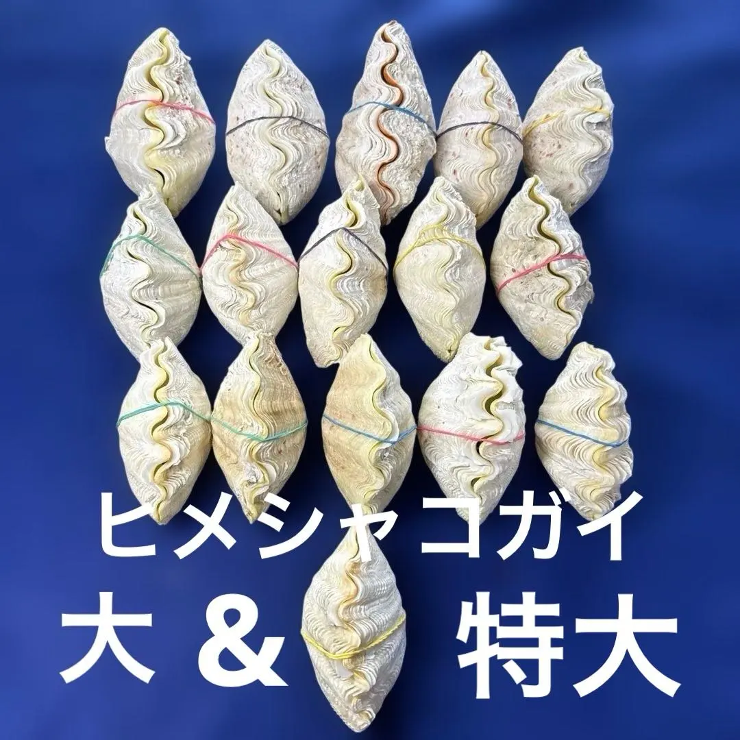 2026年最新】大シャコ貝の人気アイテム - メルカリ