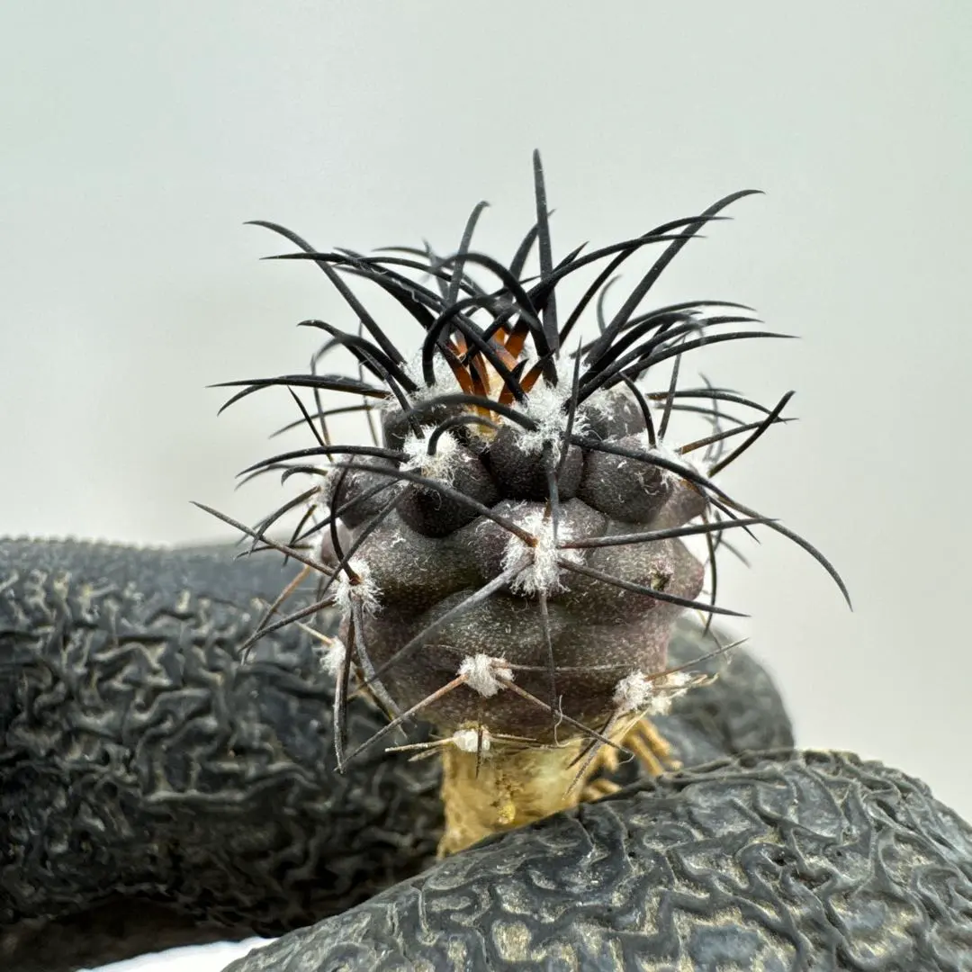 2026年最新】コピアポア グリセオの人気アイテム - メルカリ