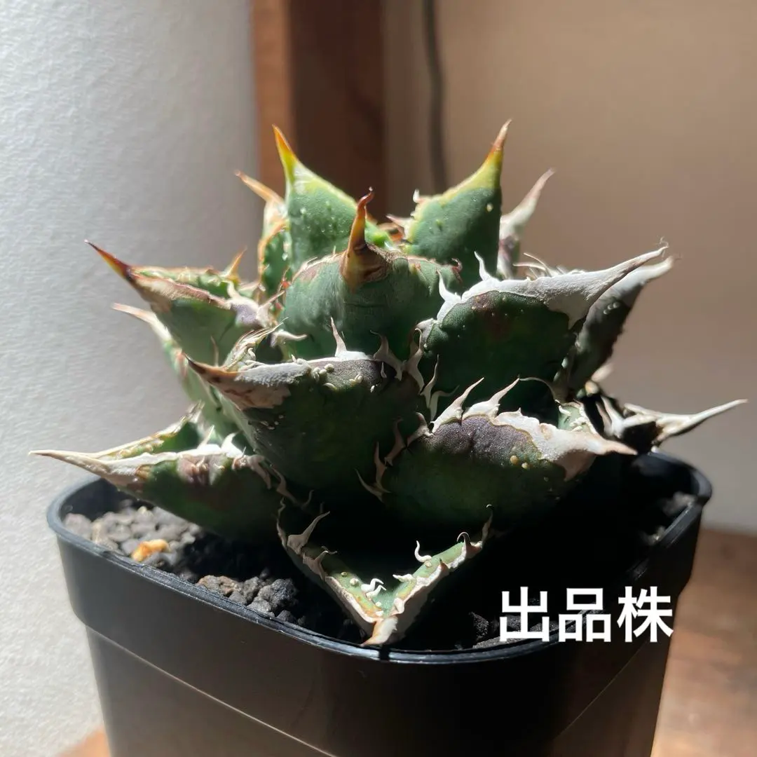 2026年最新】アガベ豆豆龍の人気アイテム - メルカリ