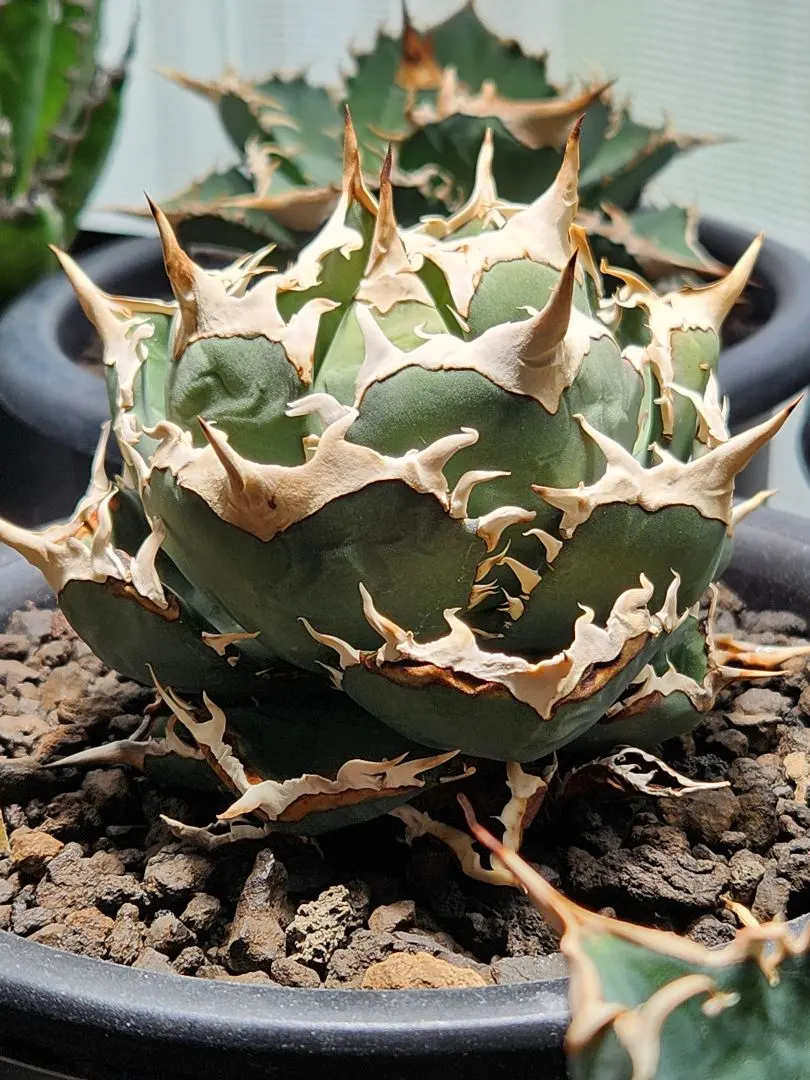 2026年最新】アガベインドネシア産の人気アイテム - メルカリ