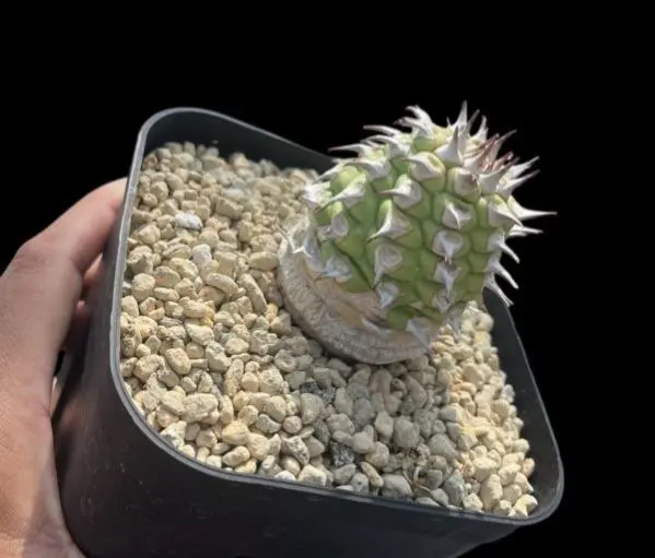 2026年最新】アデニア ペチュエリーの人気アイテム - メルカリ