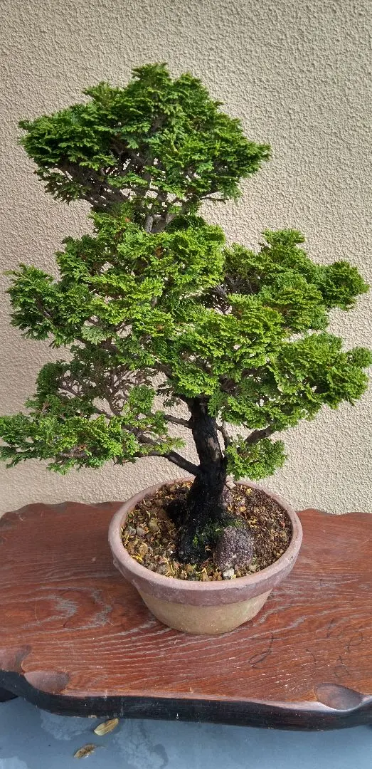 2026年最新】津山檜盆栽の人気アイテム - メルカリ