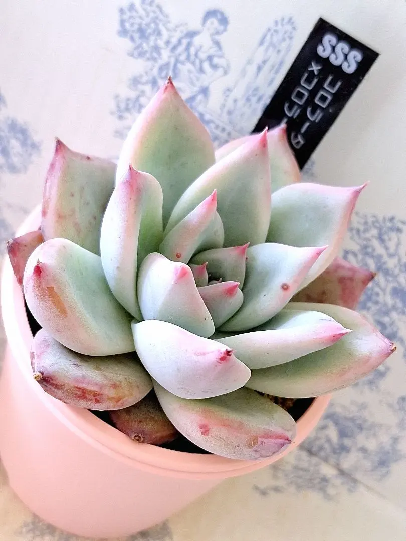 2026年最新】堀川コロラータの人気アイテム - メルカリ