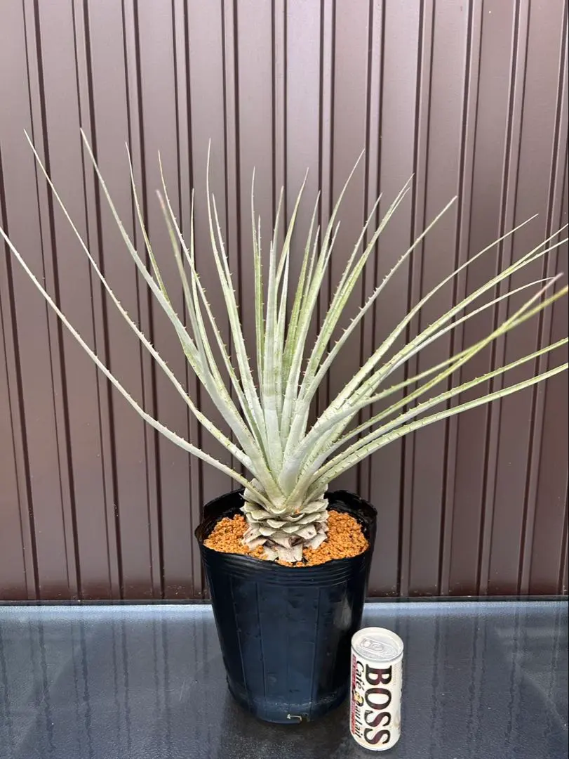 2026年最新】プヤ セルーレアの人気アイテム - メルカリ