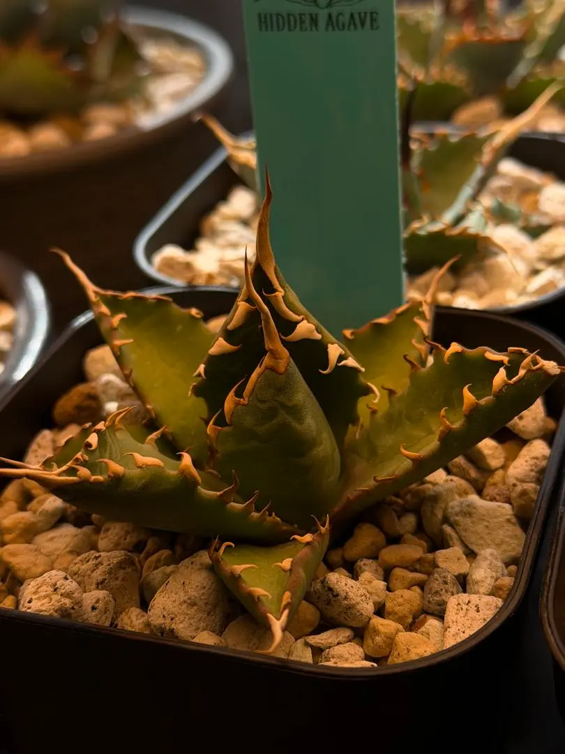 2026年最新】エボリスピナ bb ハイブリッドの人気アイテム - メルカリ