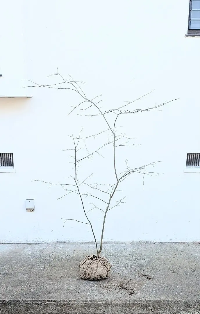 2026年最新】山採りアオハダの人気アイテム - メルカリ