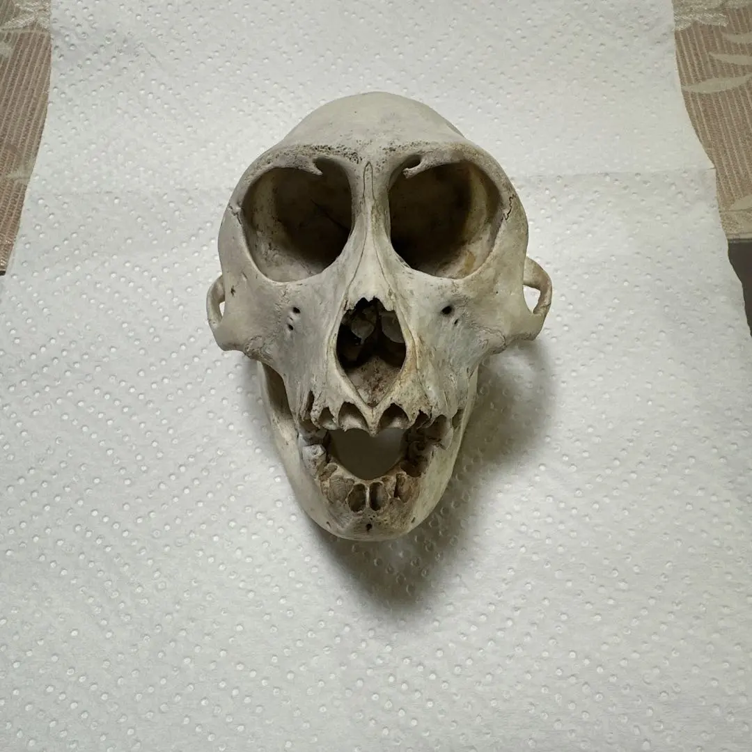 2026年最新】猿 頭蓋骨の人気アイテム - メルカリ