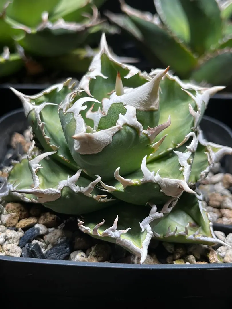 2026年最新】ivory wa アガベの人気アイテム - メルカリ