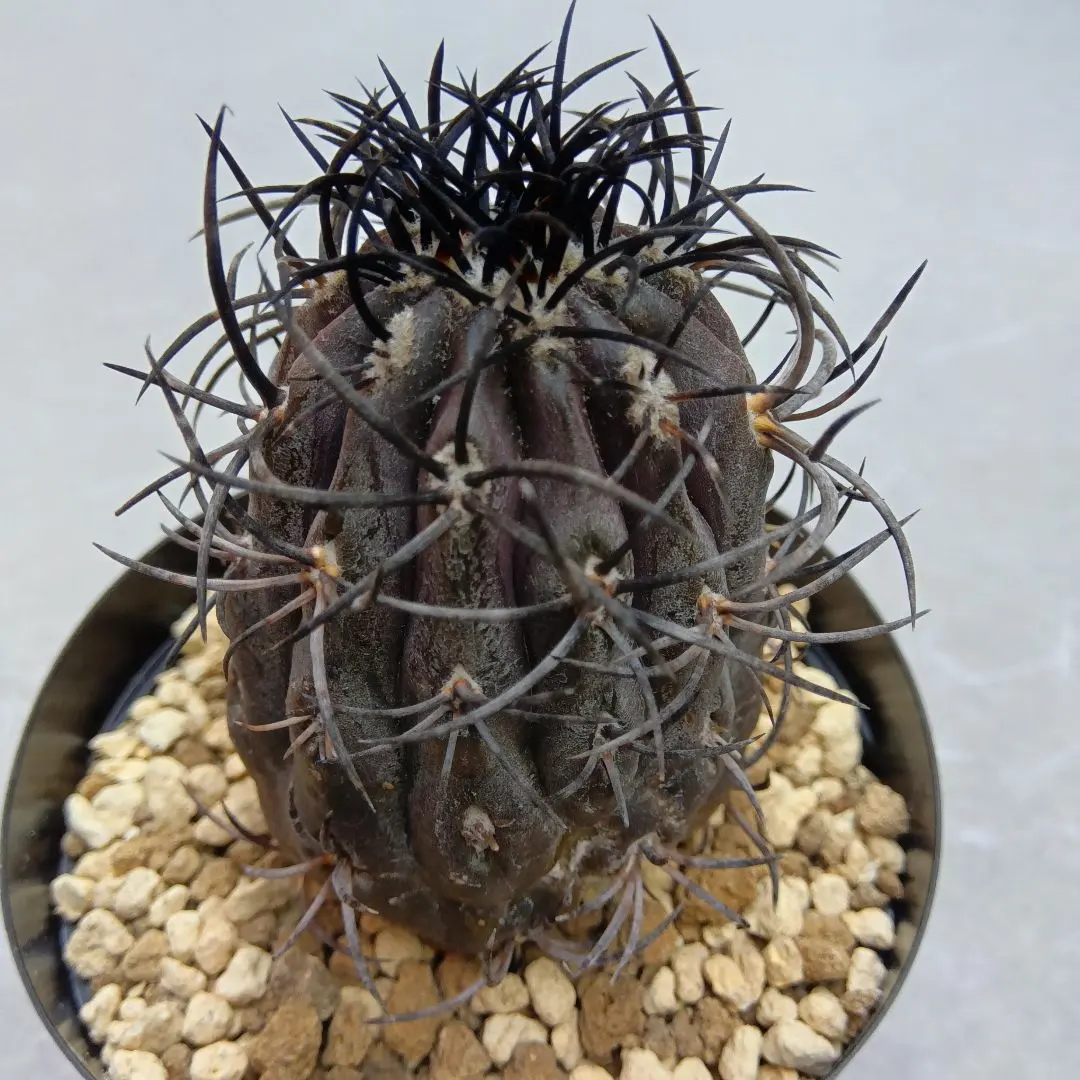 2026年最新】コピアポア グリセオの人気アイテム - メルカリ