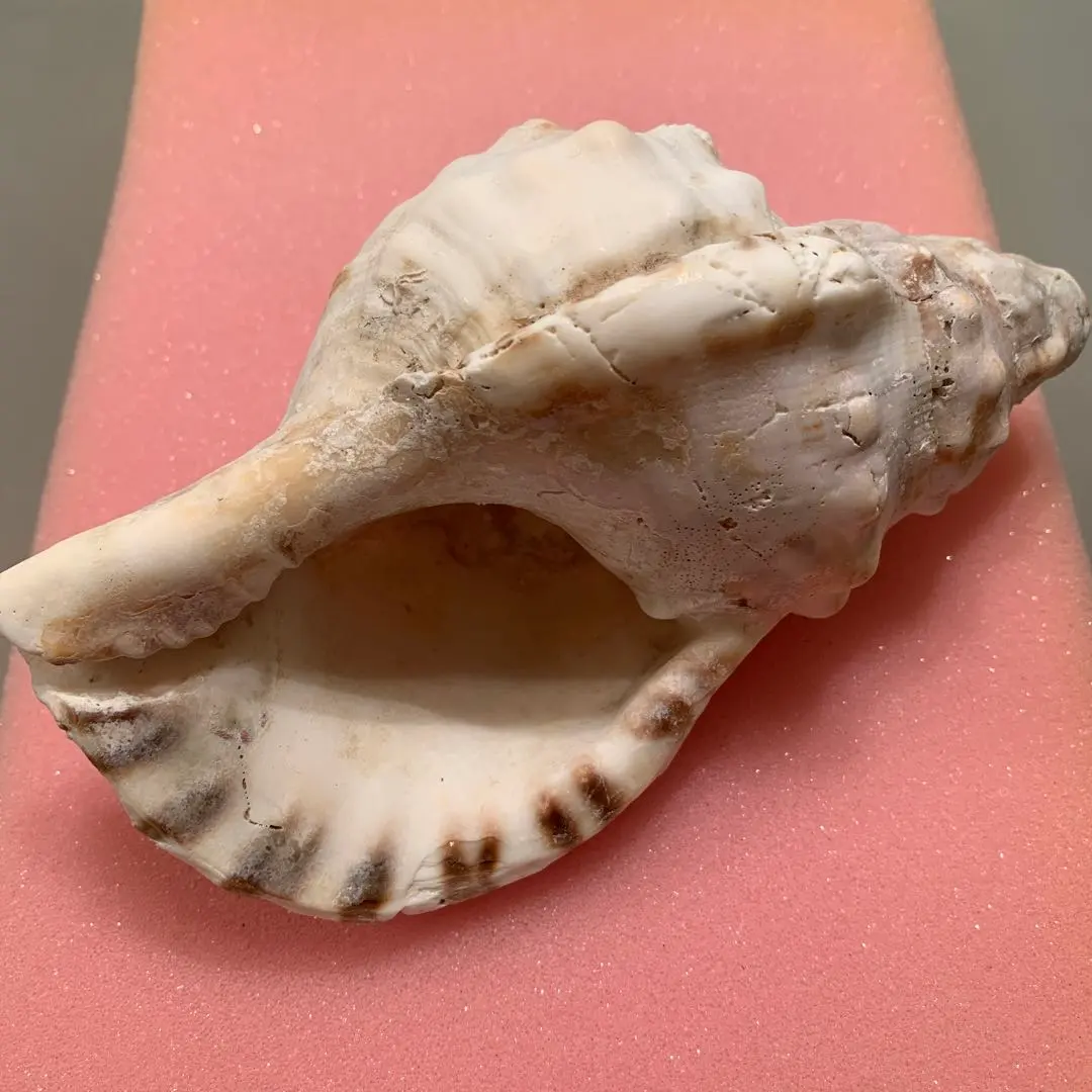 2026年最新】沖縄の法螺貝 ほら貝の人気アイテム - メルカリ