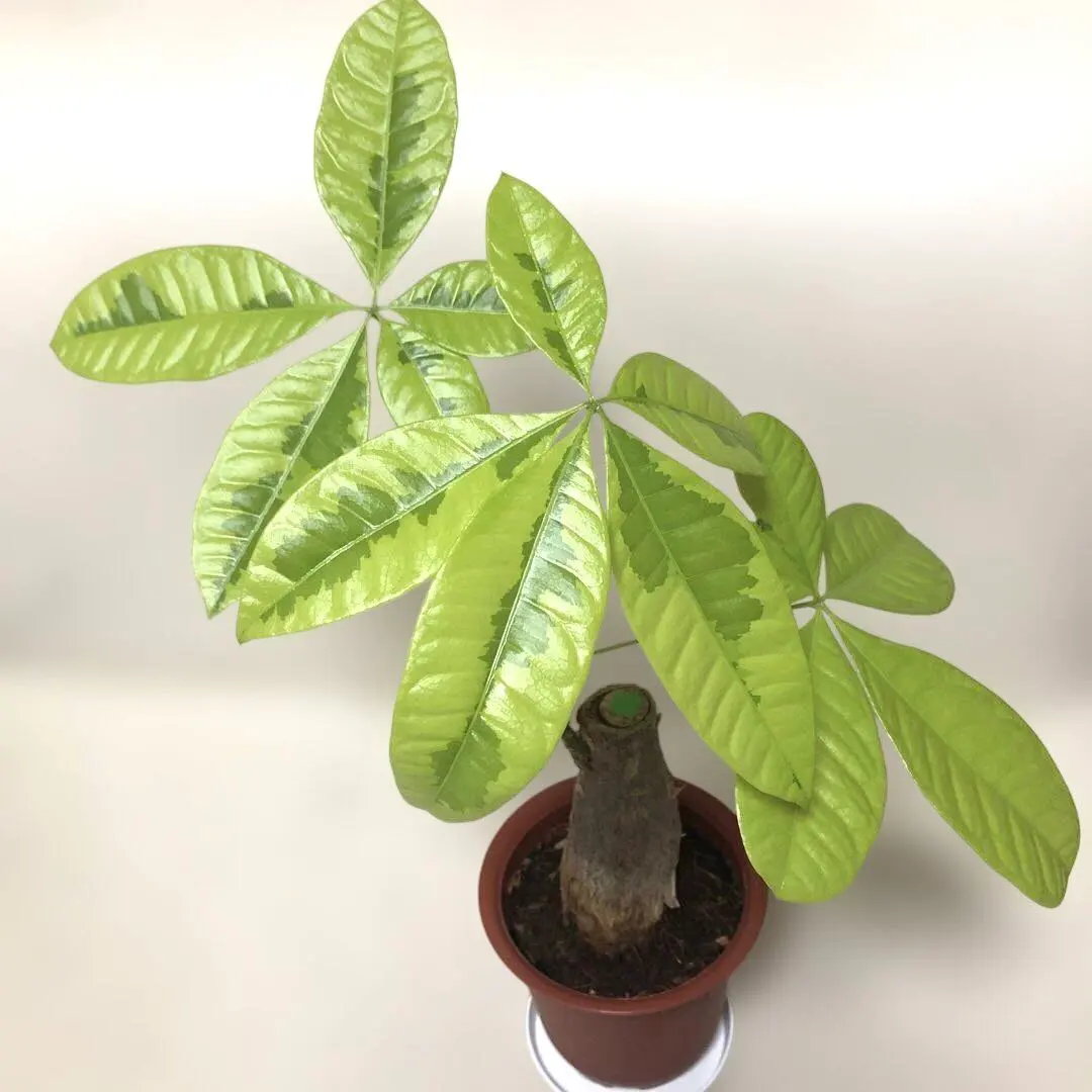 2026年最新】パキラ 実生 ムーンライトの人気アイテム - メルカリ