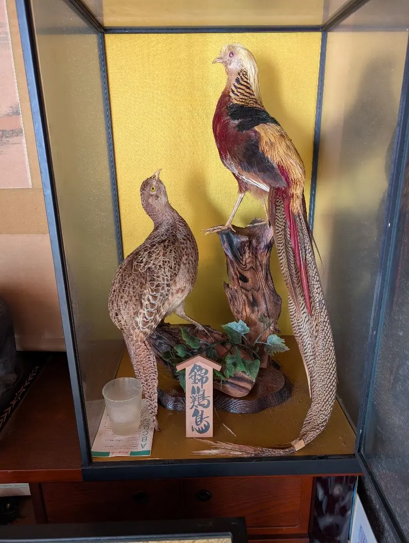 2026年最新】キジ 剥製の人気アイテム - メルカリ