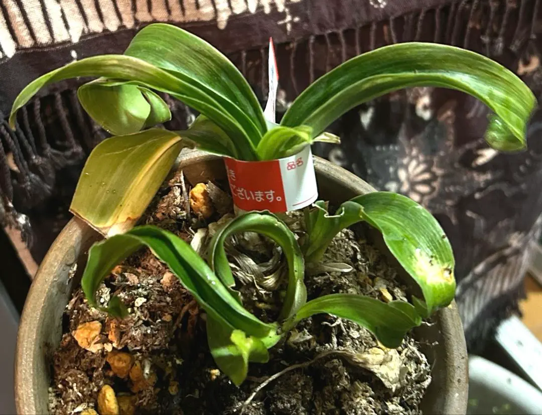 2026年最新】万年青 獅子の人気アイテム - メルカリ