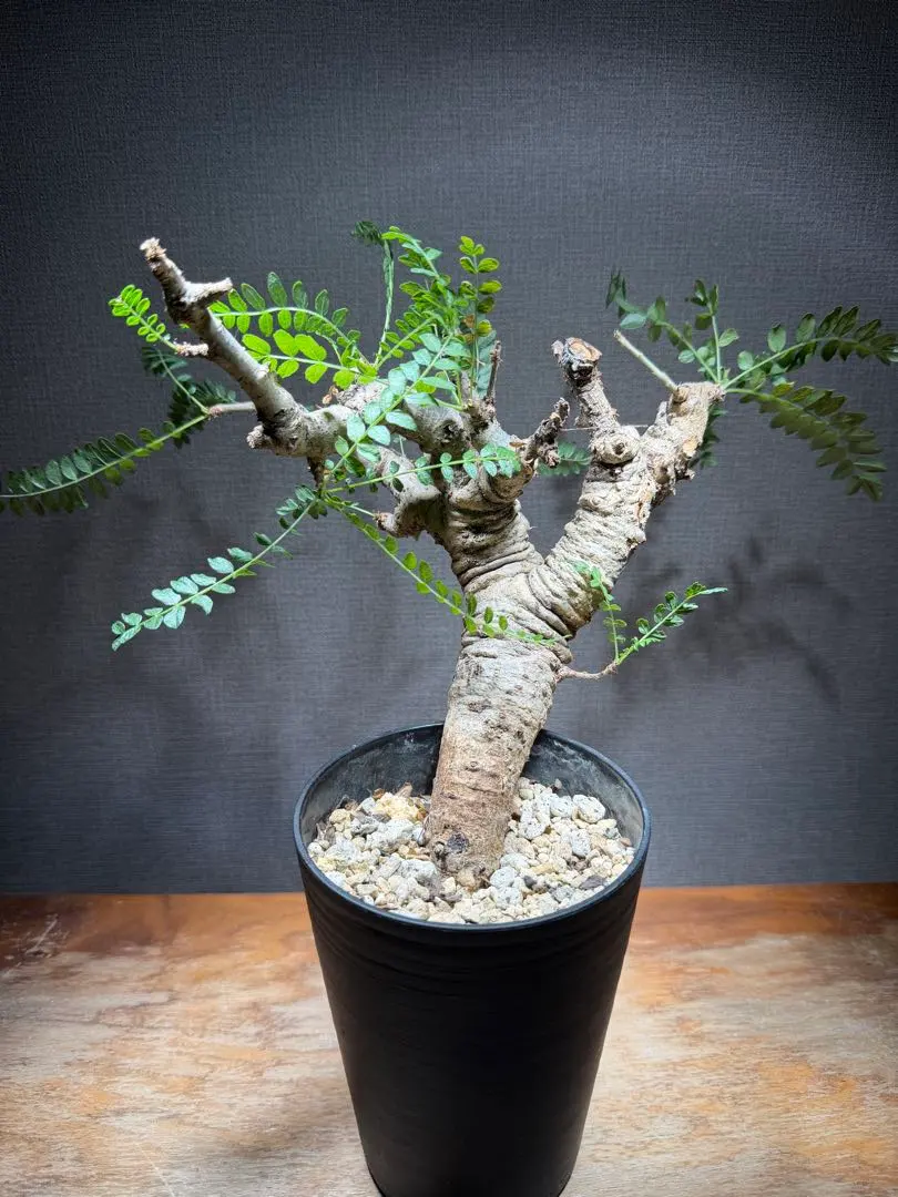 2026年最新】neglectaの人気アイテム - メルカリ