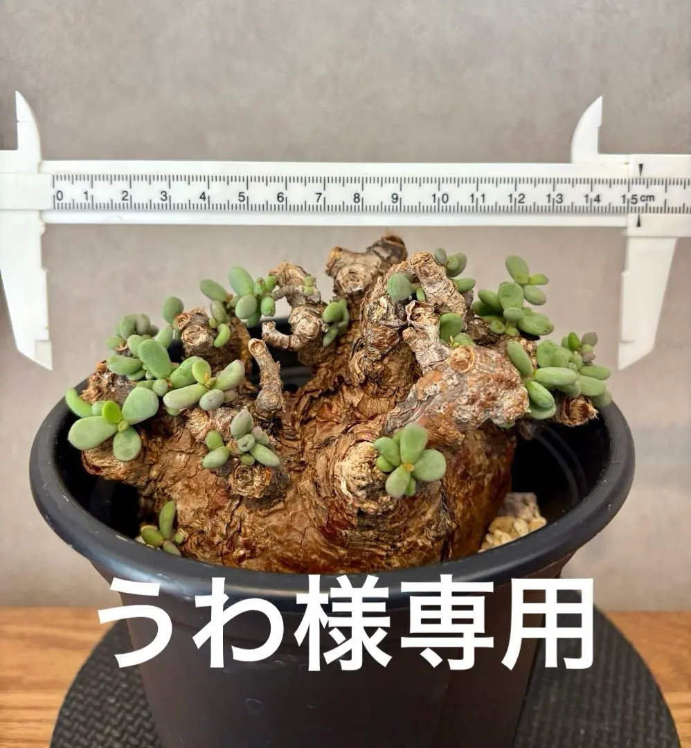 2026年最新】ピグマエア 現地球の人気アイテム - メルカリ