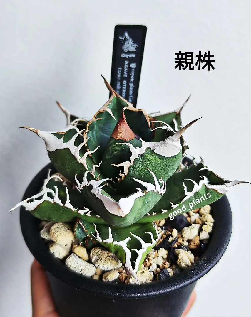 2026年最新】アガベ シーザー ocの人気アイテム - メルカリ