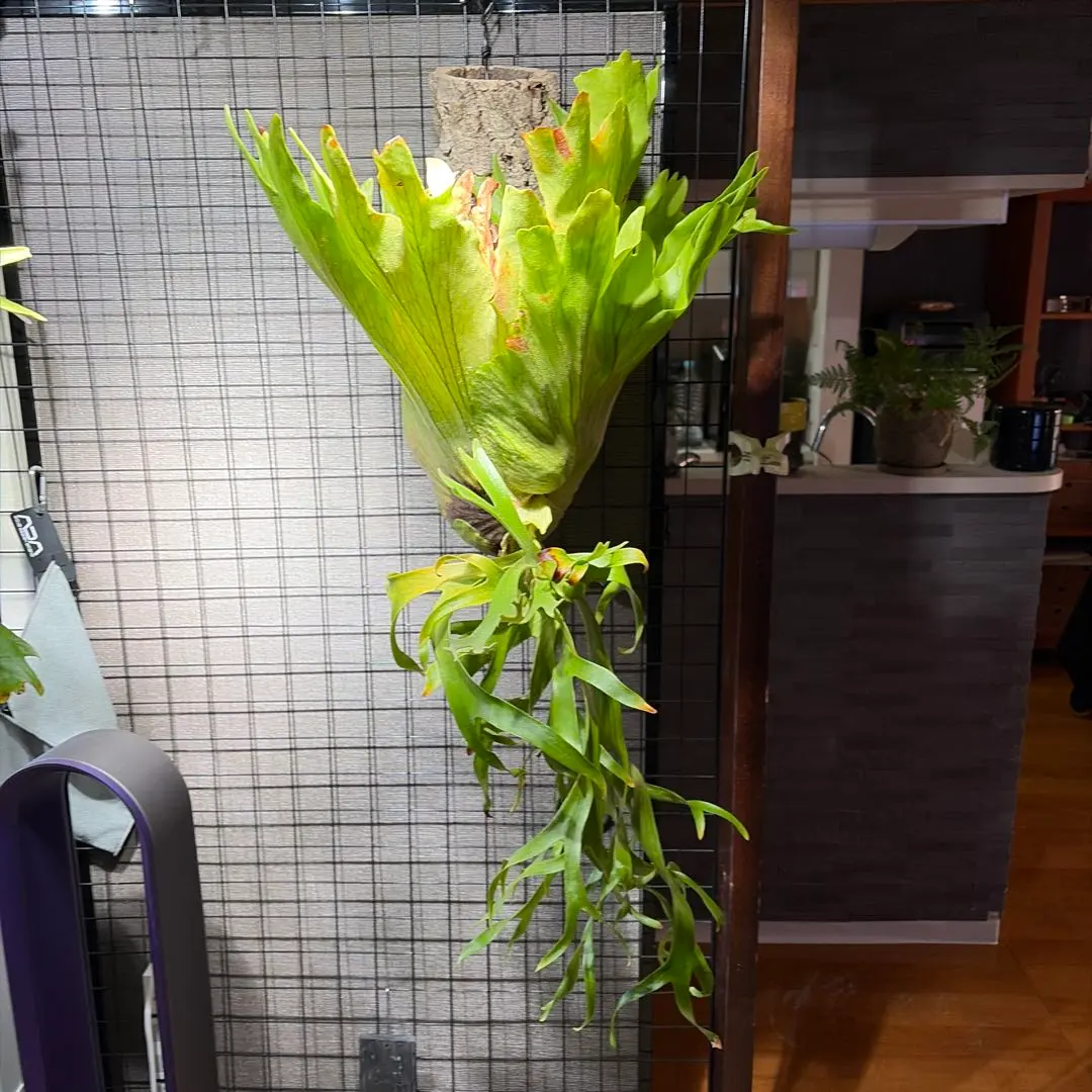 2026年最新】コロナリウム フィリピネスの人気アイテム - メルカリ