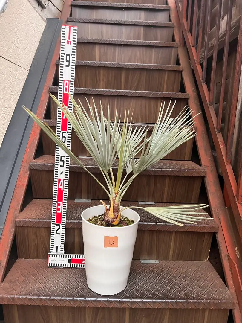 2026年最新】ブラヘア アルマータの人気アイテム - メルカリ