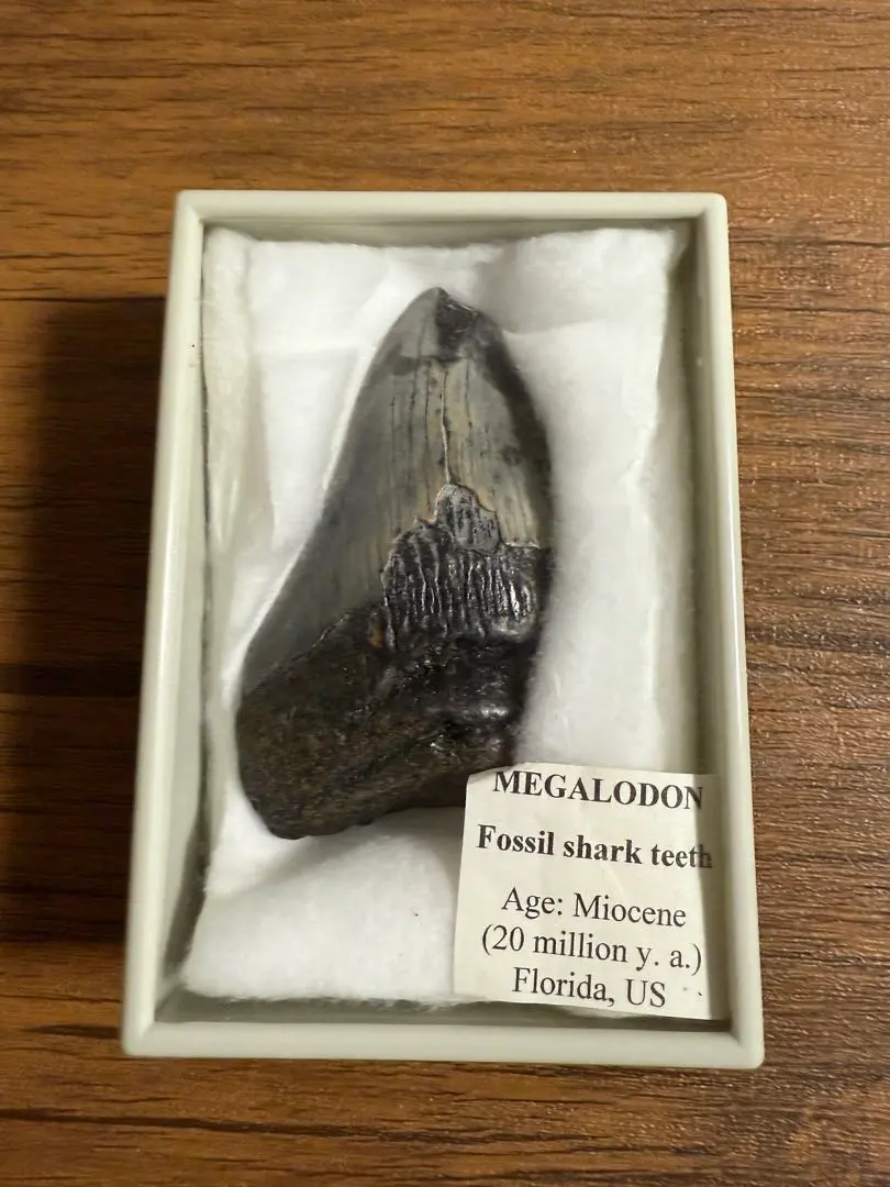 2026年最新】メガロドン 歯の人気アイテム - メルカリ