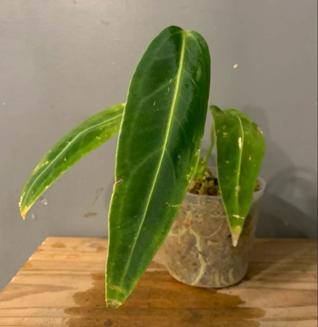 2026年最新】アンスリウムワロクアーナムの人気アイテム - メルカリ