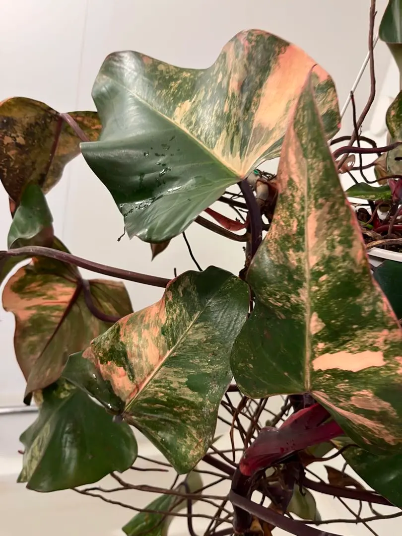 2026年最新】フィロデンドロン ストロベリーシェイクの人気アイテム