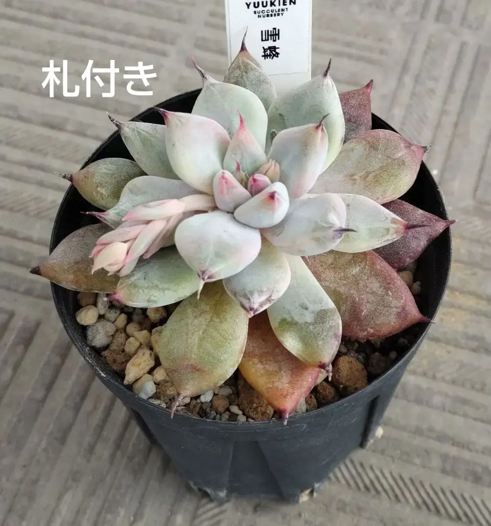 2026年最新】優木園 雪蜂の人気アイテム - メルカリ