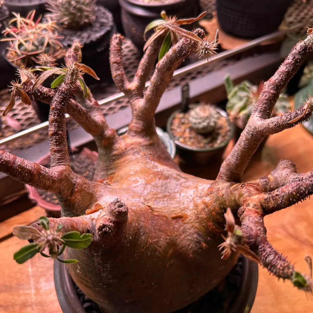 2026年最新】グラキリス 2頭の人気アイテム - メルカリ