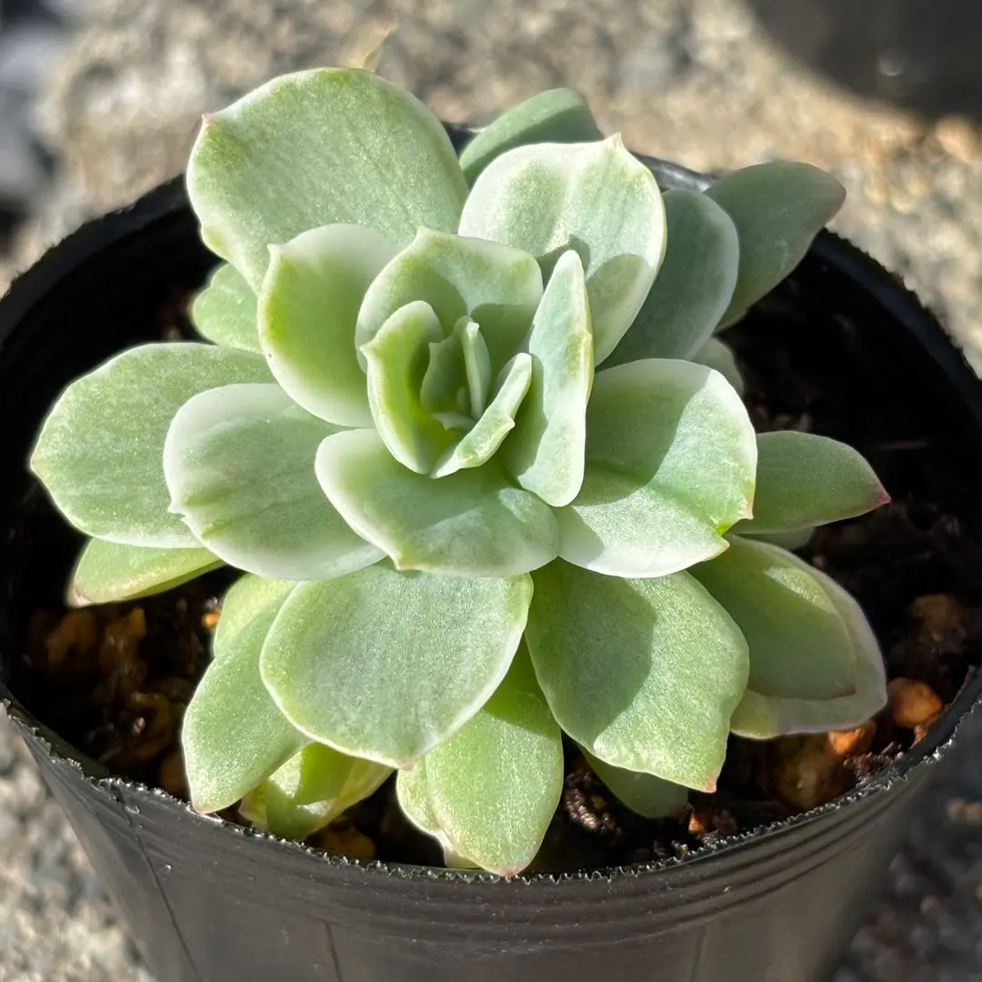 2026年最新】レモンローズ錦の人気アイテム - メルカリ