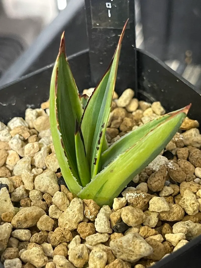 2026年最新】アガベ スノーグローの人気アイテム - メルカリ