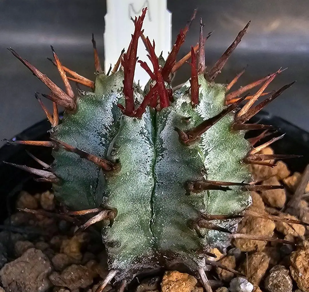 2026年最新】ロウルサンコ ラベルの人気アイテム - メルカリ